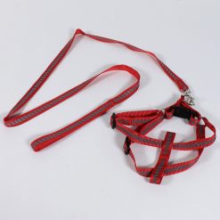 Alternative view of Correa Para Macota 114